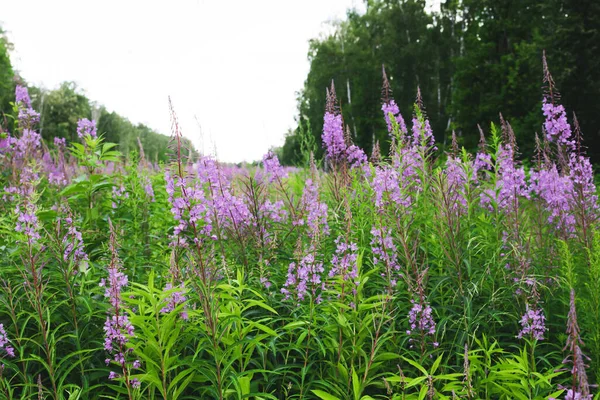 Gebied Van Bloeiende Sally Bloemen Wilde Geneeskrachtige Kruidenthee Van Wilgenplant — Stockfoto