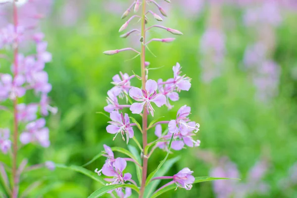 Gebied Van Bloeiende Sally Bloemen Wilde Geneeskrachtige Kruidenthee Van Wilgenplant — Stockfoto