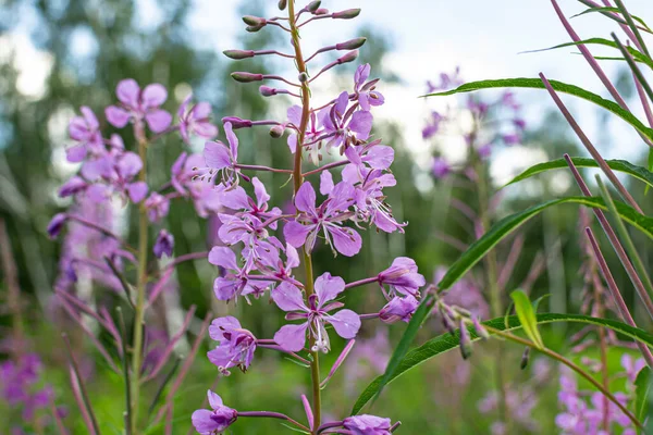 Campo Flores Florescendo Sally Chá Ervas Medicinais Selvagens Planta Salgueiro — Fotografia de Stock