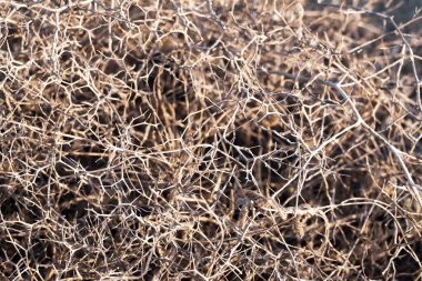 Kapalı yapraksız, dikensiz dalları olan dikenli çalılar, Kıbrıs 'ın Ayia Napa kıyısındaki dallara dikenli kuru ölü bitki, seçici bir odak noktası