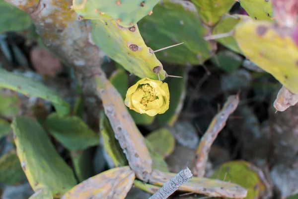 Prickly Pear Cactus Жовтою Квіткою Узбережжі Напа Кіпрі Opuntia Ficus — стокове фото