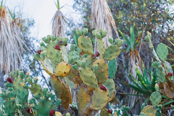 Piękny Kaktusowy Kaktus Burgundowymi Owocami Wybrzeżu Ayia Napa Cyprze Opuntia — Zdjęcie stockowe