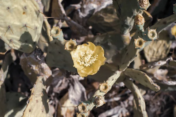 Prickly Pear Cactus Yellow Flower Ayia Napa Coast Cyprus Opuntia — Stock Photo, Image