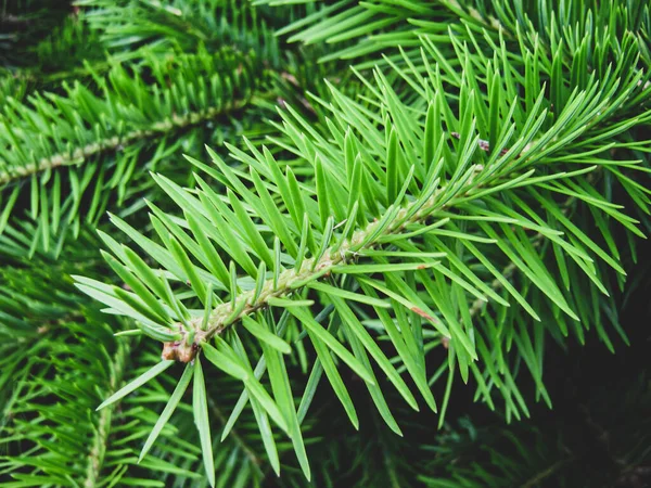 Green Fresh Christmas Tree Branch Close — Stock Photo, Image