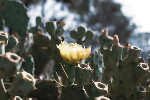 Pêra Espinhosa Cacto Com Flor Amarela Costa Ayia Napa Chipre — Fotografia de Stock