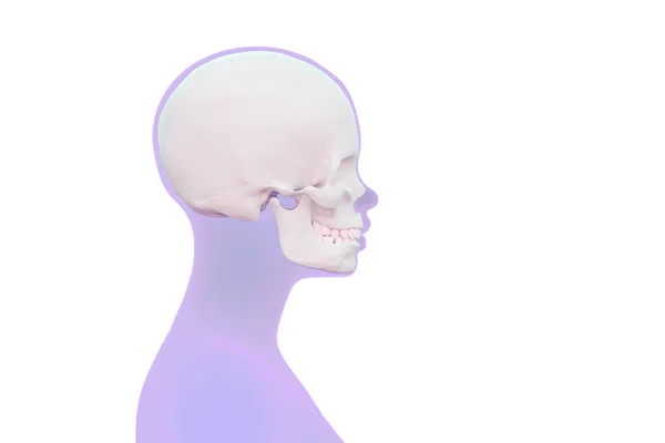 View Skull Human Head Female Head Scan Profile Isolated White — Stock Photo, Image