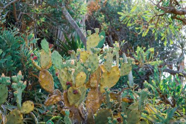 Kıbrıs 'ın Ayia Napa kıyısında Burgundy meyveli güzel Armut Kaktüsü. Opuntia, ficus-indica, Indian incir opuntia, barbar incir, çiçek açan kaktüs armudu