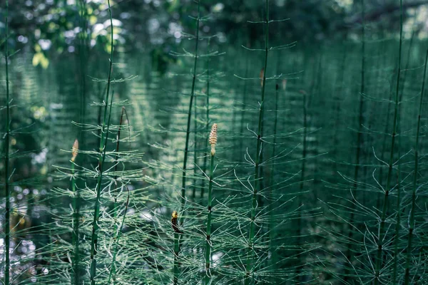 Rabo Cavalo Cresce Pântano Antiga Planta Primitiva — Fotografia de Stock