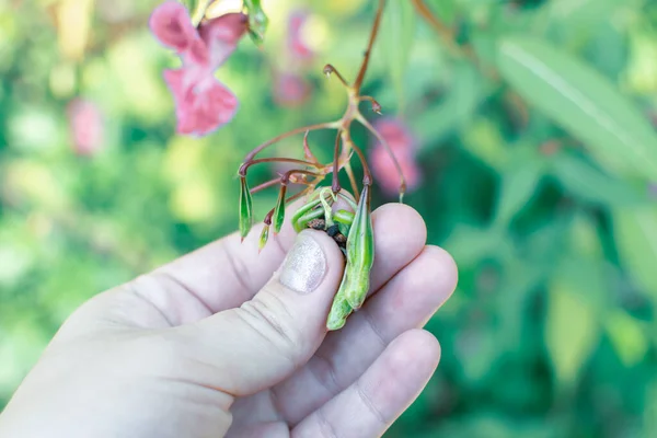 Himalayan balm seeds in hand close up photo. Policeman Helmet plant, Bobby Tops, Invasive asian plant species