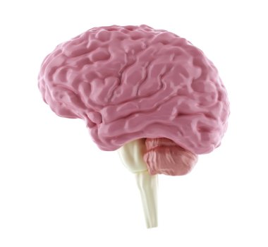 Profildeki insan beyni modeli beyaz, üç boyutlu resimde izole edilmiş.