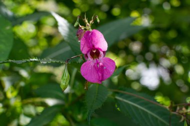Güzel Himalaya balsam 'ı, Impatiens glandulifera çiçek açan yakın çekim fotoğrafı. Polis Miğferi Fabrikası, Bobby Tops, İstilacı Asyalı bitki türleri.