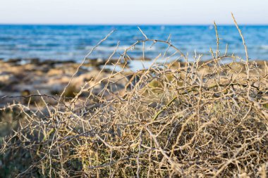 Kıbrıs 'ta Ayia Napa sahilinde kuru çalı