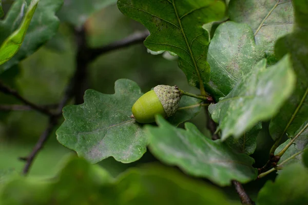 Βελανίδι Κοντά Ένα Κλαδί Στο Δάσος Φθινόπωρο — Φωτογραφία Αρχείου