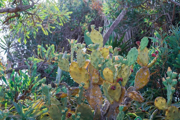 Prachtige Prickly Pear Cactus Met Bourgogne Vruchten Ayia Napa Kust — Stockfoto