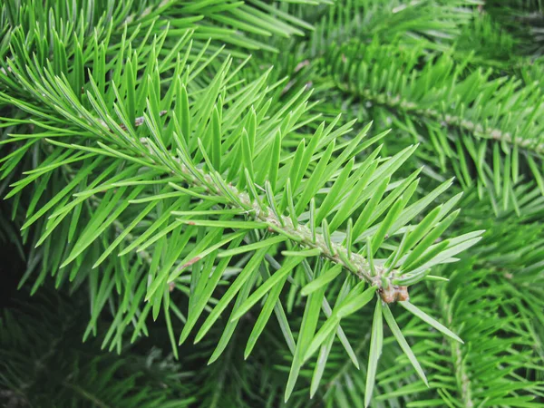 Yeşil Taze Noel Ağacı Dalları Yakın — Stok fotoğraf