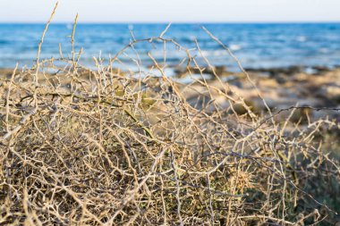 Kıbrıs 'ta Ayia Napa sahilinde kuru çalı