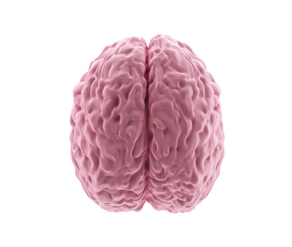 Modello Cervello Umano Isolato Sfondo Bianco Vista Alto Rendering — Foto Stock