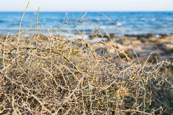 Semak Kering Pantai Ayia Napa Siprus Stok Lukisan  