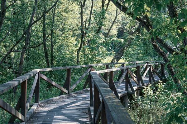 Beautiful Walking Trail Wooden Footpath Swamp Forest — Stock Photo, Image