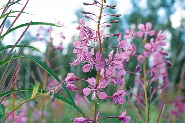 Bloeiende Sally Bloemen Close Wilgenkruid Ivan Tea Medicinale Plant Kruidverdelging — Stockfoto