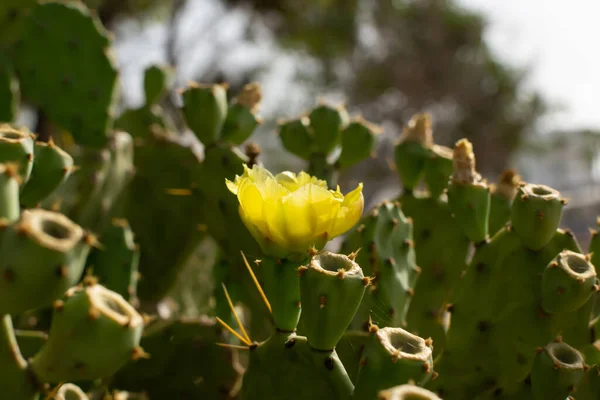 Pêra espinhosa cacto com flor amarela na costa de Ayia Napa, em Chipre. Opuntia, ficus-indica, Indian fig opuntia, barbary fig, blooming cactus pear — Fotografia de Stock