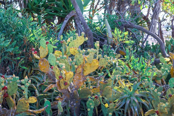 Magnifique cactus de poire de Barbarie aux fruits bordeaux sur la côte d'Ayia Napa à Chypre. Opuntia, ficus-indica, Figue indienne opuntia, Figue barbare, Poire de cactus en fleurs — Photo