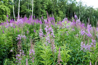 Çiçek açan sardalya tarlaları, söğüt bitkisi ya da Epilobiyum 'dan yapılmış yabani şifalı bitki çayı. Söğüt bitkisi, şifalı bitki, bitkisel bitki. Rus Ivan Çayı