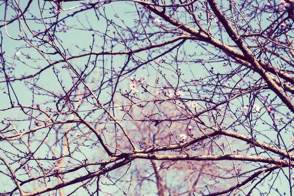 春に開花する果実木 美しい春の花の背景 — ストック写真