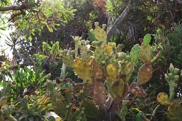 Beautiful Prickly Pear Cactus Burgundy Fruits Ayia Napa Coast Cyprus — Stock Photo, Image