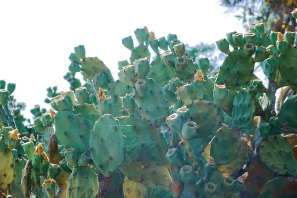 Hermoso Cactus Pera Espinosa Con Frutas Borgoña Costa Ayia Napa — Foto de Stock