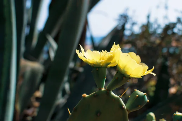 Cactus Pera Espinosa Con Flor Amarilla Costa Ayia Napa Chipre —  Fotos de Stock