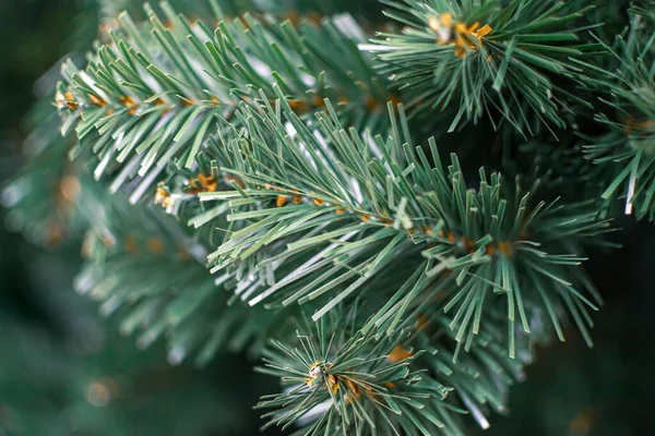 Ramo Albero Natale Artificiale Verde Vicino Preparandosi Nuovo Anno — Foto Stock