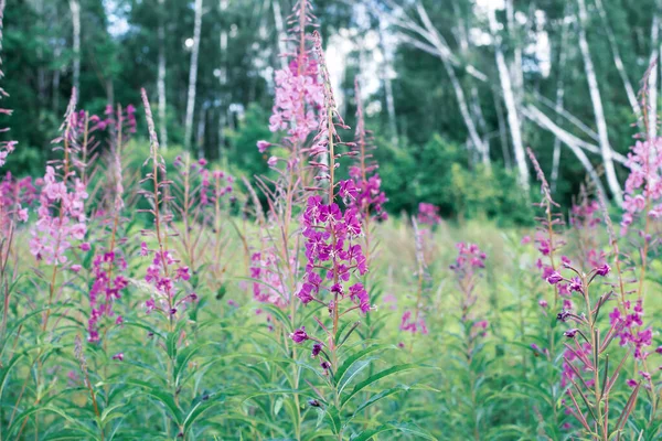 Gebied Van Bloeiende Sally Bloemen Wilde Geneeskrachtige Kruidenthee Van Wilgenplant — Stockfoto