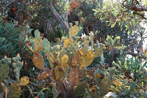 Magnifique Cactus Poire Barbarie Aux Fruits Bordeaux Sur Côte Ayia — Photo