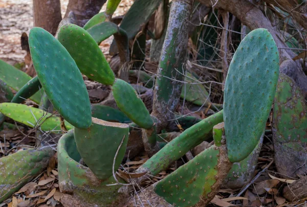 Prickly Pear Cactus Com Frutas Borgonha Chipre Opuntia Ficus Indica — Fotografia de Stock