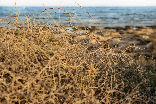 Semak Kering Pantai Ayia Napa Siprus — Stok Foto