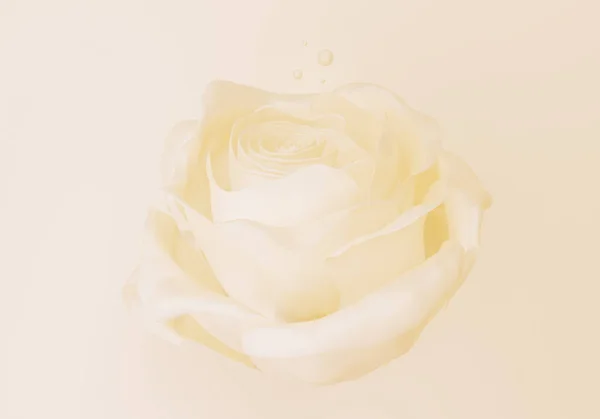 Elegantní Světle Žlutá Pastelová Růže Rendering — Stock fotografie