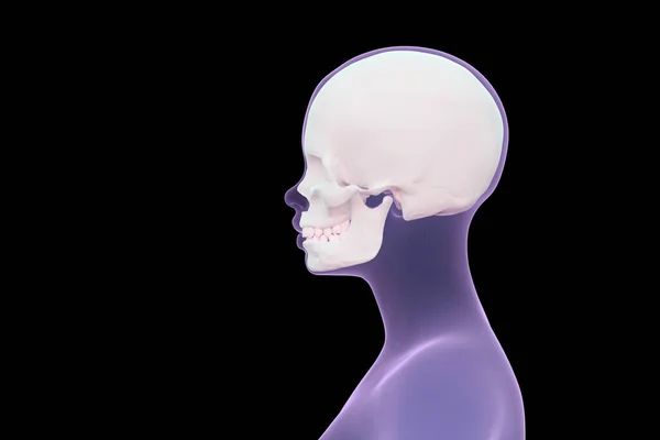 view of the skull in the human head, female head scan in profile, copy space, 3d render