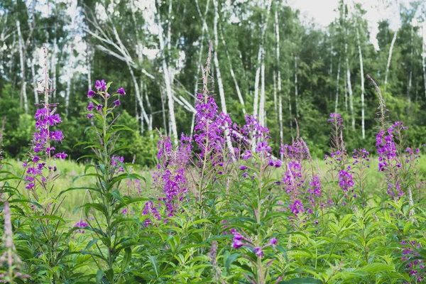 Gebied van bloeiende sally bloemen of Ivan Tea, wilde geneeskrachtige kruidenthee van wilgenplant of Epilobium — Stockfoto