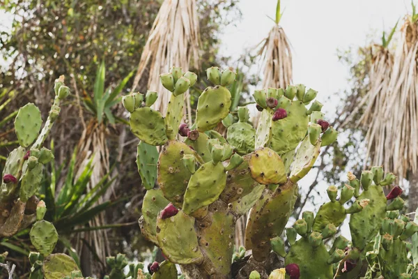 Kwaśne Kaktusy Burgundowymi Owocami Wybrzeżu Ayia Napa Cyprze Opuntia Ficus — Zdjęcie stockowe