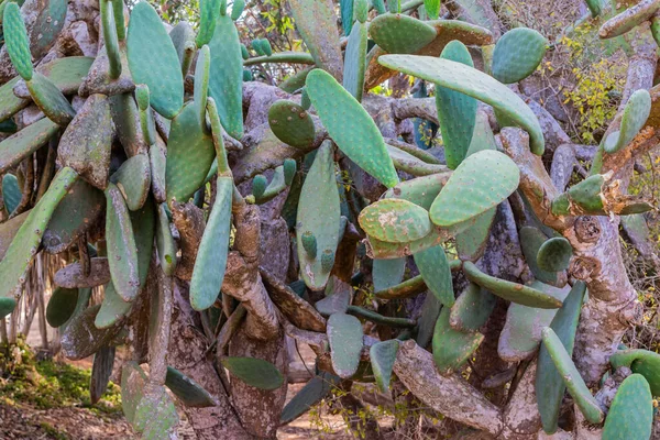 Cyprze Rośnie Kłujący Kaktus Gruszkowy Opuntia Ficus Indica Opuncja Figowa — Zdjęcie stockowe