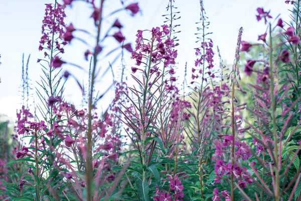 Campo Flores Sally Florescendo Chá Ivan Chá Ervas Medicinais Selvagens — Fotografia de Stock