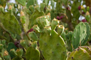 Kıbrıs 'ın Ayia Napa kıyısındaki Armut Kaktüsü. Opuntia, ficus-indica, Indian incir opuntia, barbar incir
