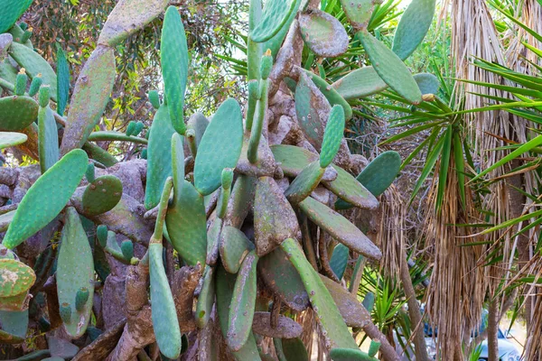 Prickly Pear Cactus Groeit Cyprus Opuntia Ficus Indica Indiase Vijgenopuntia — Stockfoto