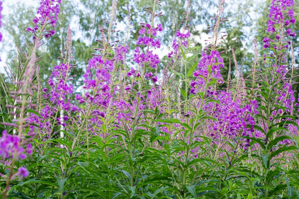 Gebied Van Bloeiende Sally Bloemen Ivan Tea Wilde Geneeskrachtige Kruidenthee — Stockfoto