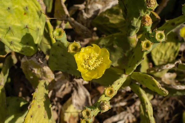 Pêra Espinhosa Cacto Com Flor Amarela Costa Ayia Napa Chipre — Fotografia de Stock