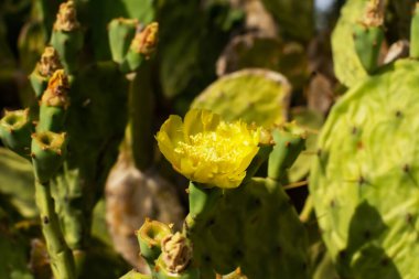 Kıbrıs 'ın Ayia Napa kıyısında Armut Kaktüsü ve Sarı Çiçek. Opuntia, ficus-indica, Indian incir opuntia, barbar incir, çiçek açan kaktüs armudu