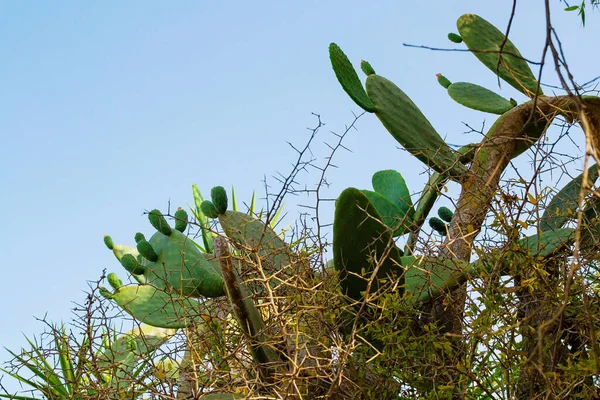 Piękny Kaktus Gruszkowy Wybrzeżu Ayia Napa Cyprze Opuntia Ficus Indica — Zdjęcie stockowe