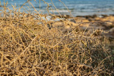 Kapalı yapraksız, dikensiz dalları olan dikenli çalılar, Kıbrıs 'ın Ayia Napa kıyısındaki dallara dikenli kuru ölü bitki, seçici bir odak noktası