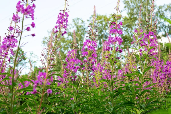 Campo Flores Sally Florescendo Chá Ivan Chá Ervas Medicinais Selvagens — Fotografia de Stock